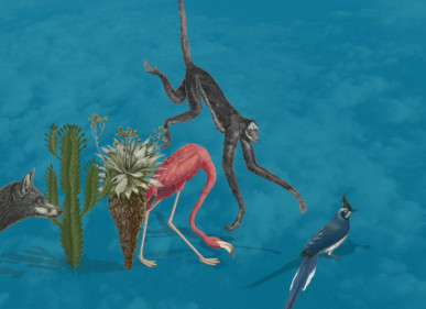 Ilustračný obrázok - vymieranie druhov